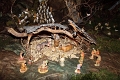 presepe13_111