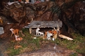 presepe13_120