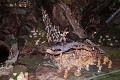 presepe13_184